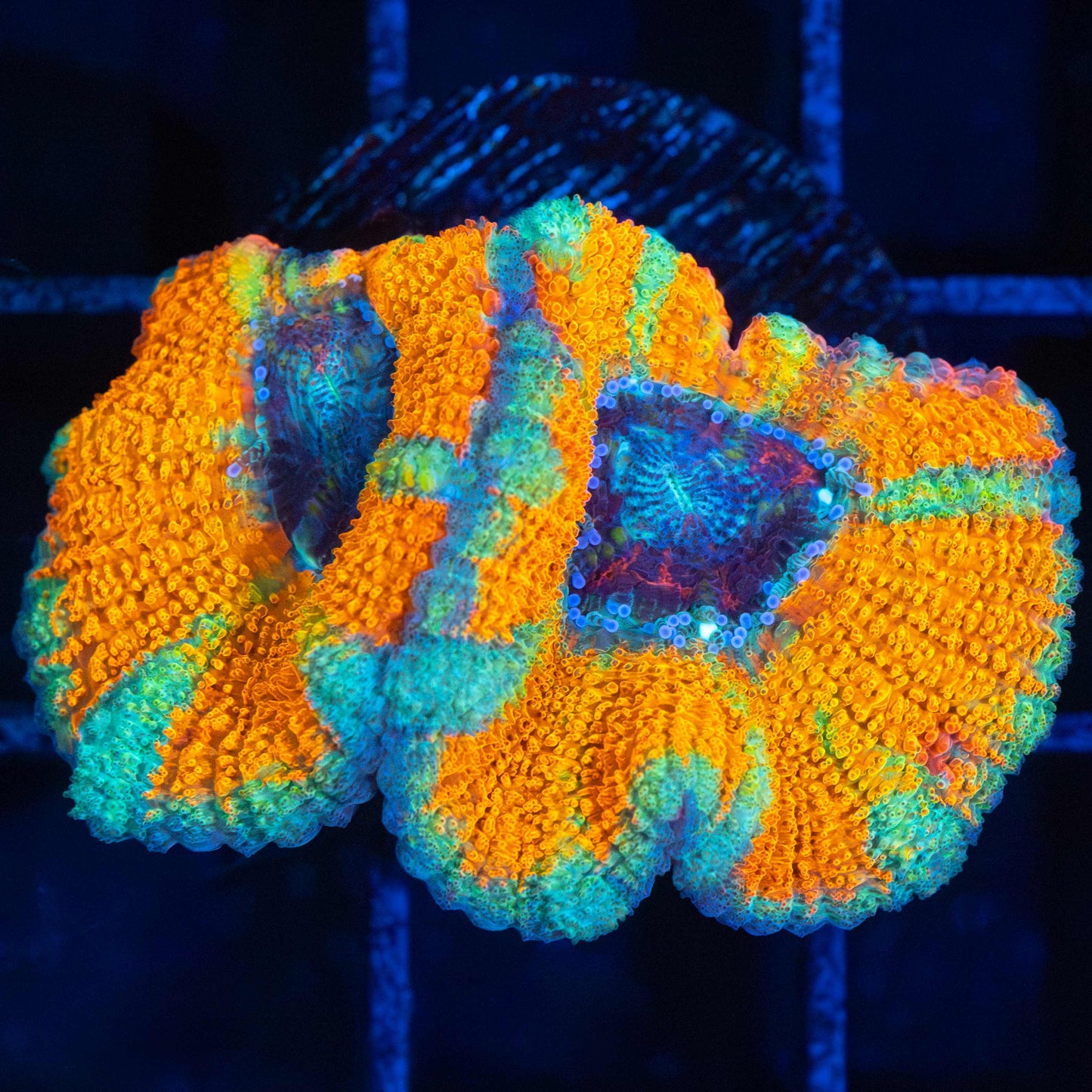 Rare Golden Asian Acan