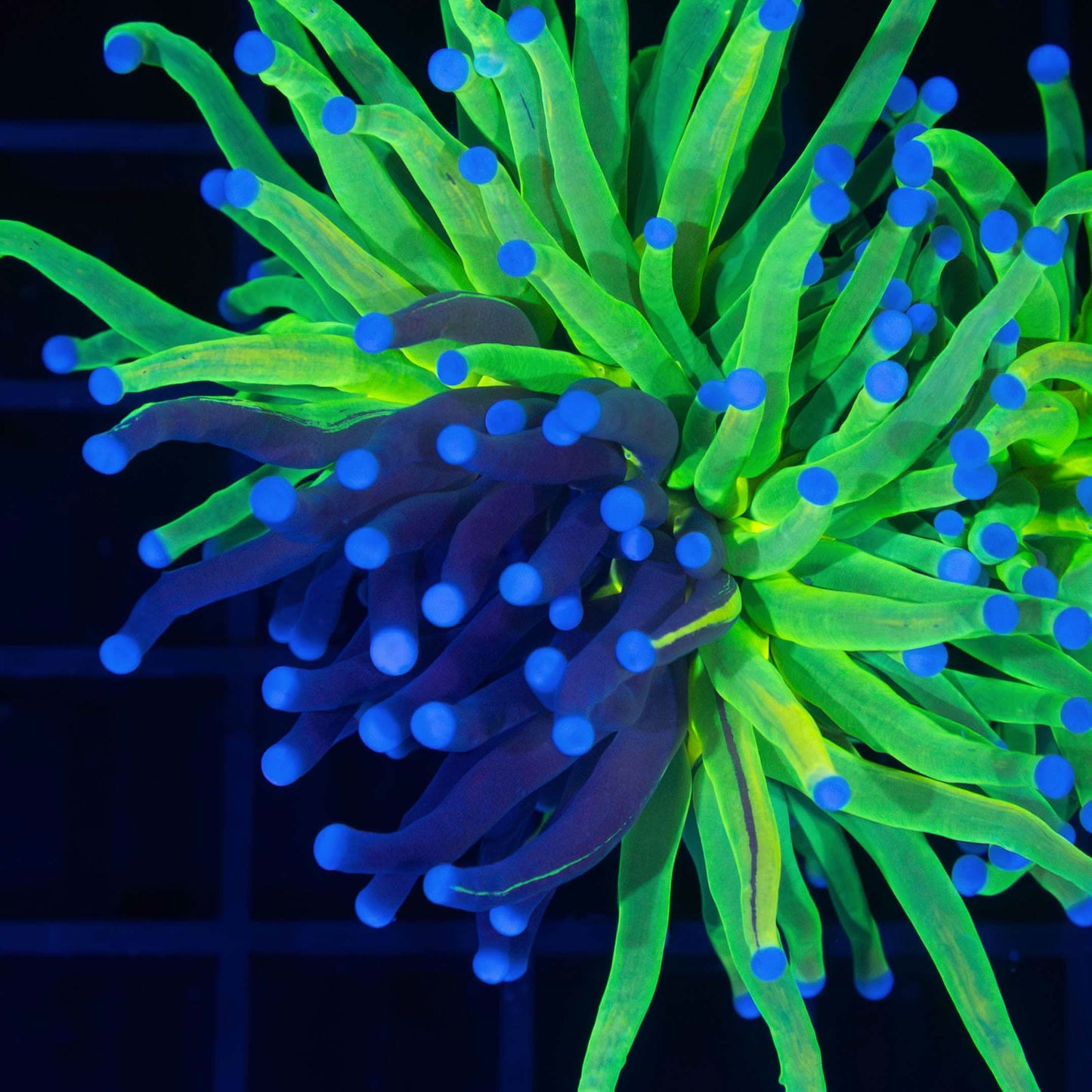 2 Heads Grafted Holy Grail Torch (1 Grafted)