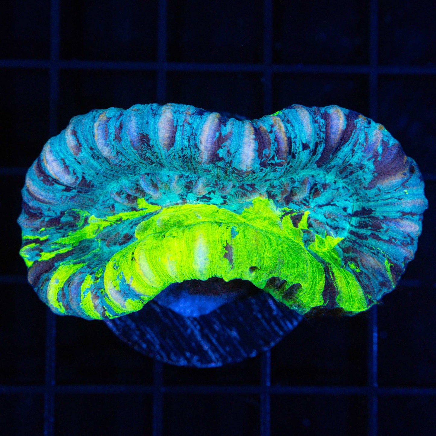 Neon Grafted Trachyphyllia