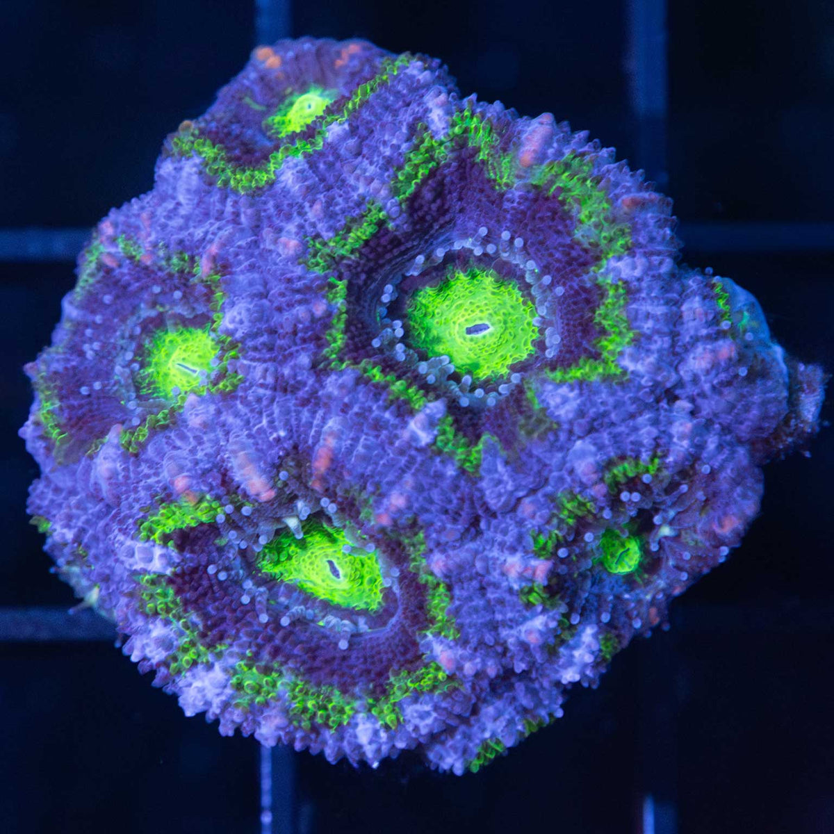green acan coral