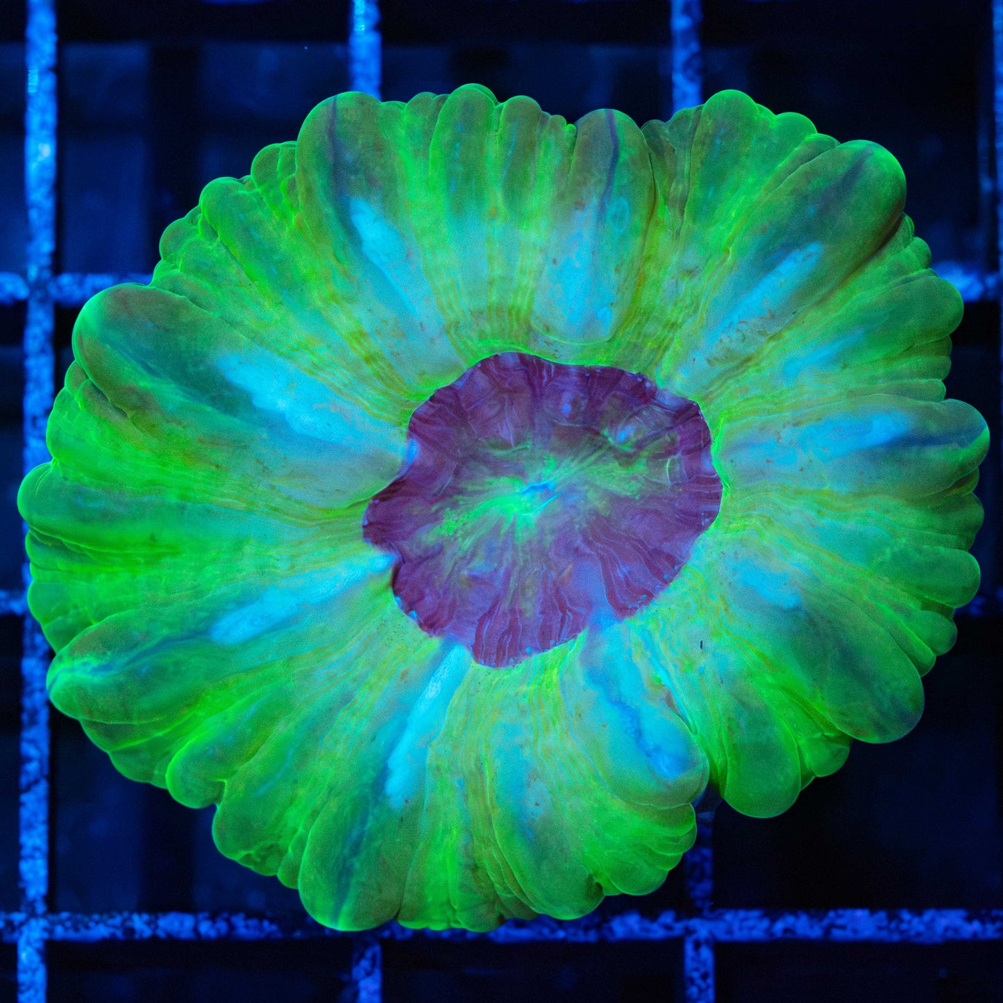 Green and Purple Cynarina 2"