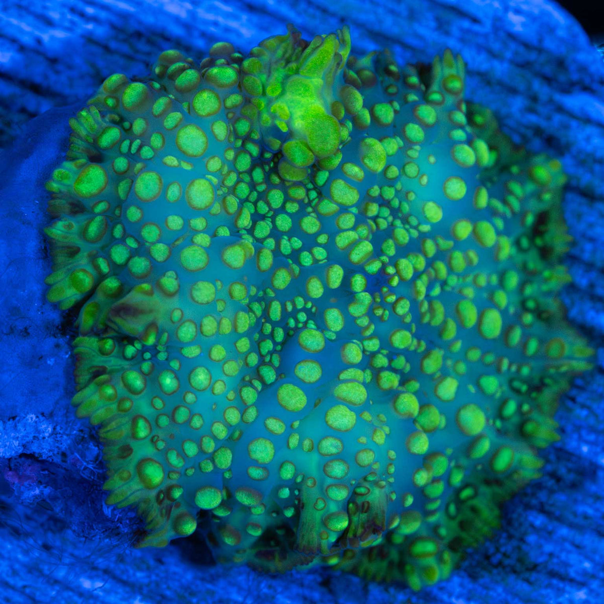 Green Spotted Mushroom Coral