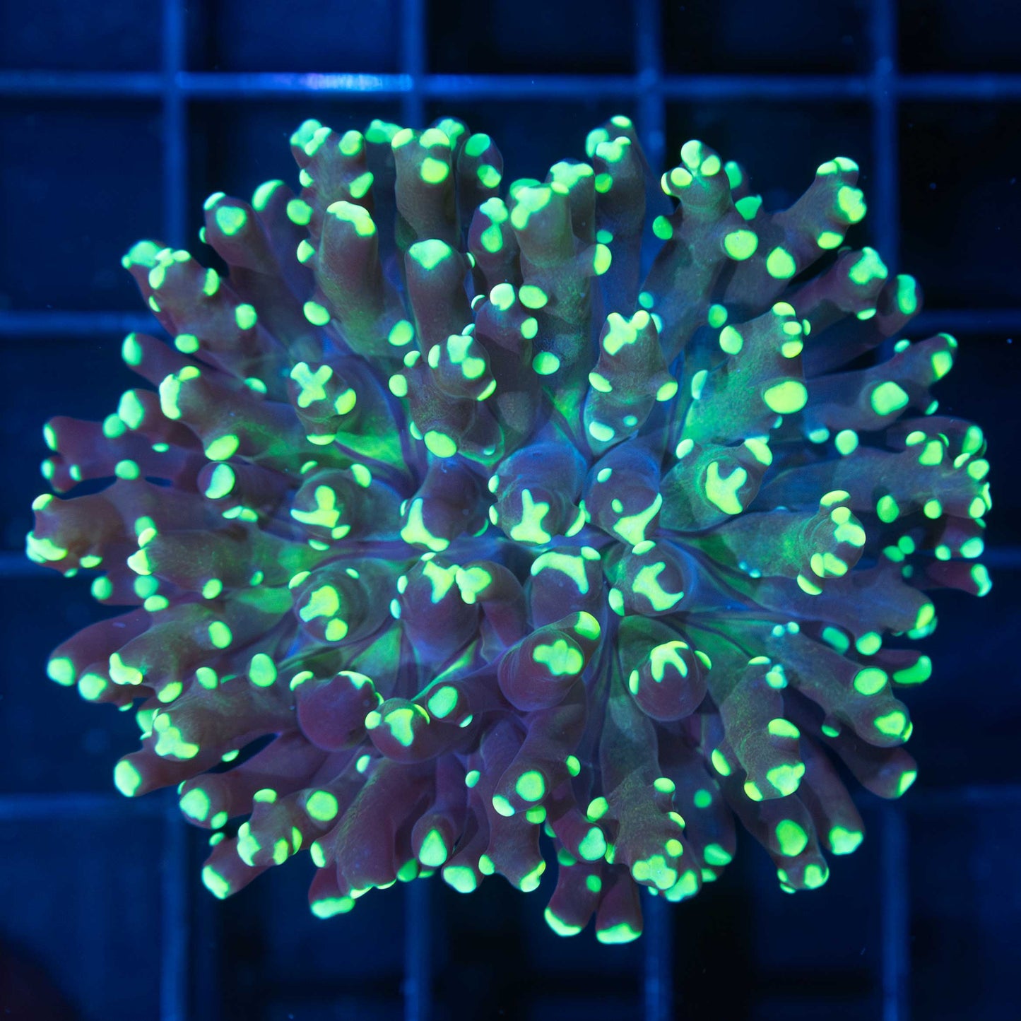 Green Frogspawn Coral (Branching)