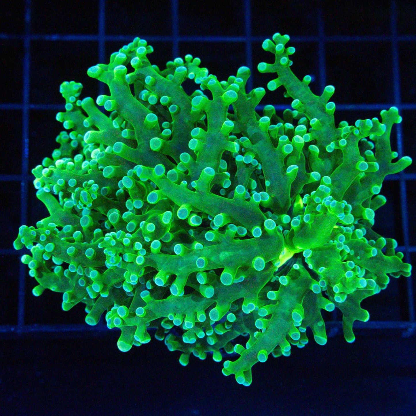 Large Green on Green Frogspawn (Branching) (Copy)