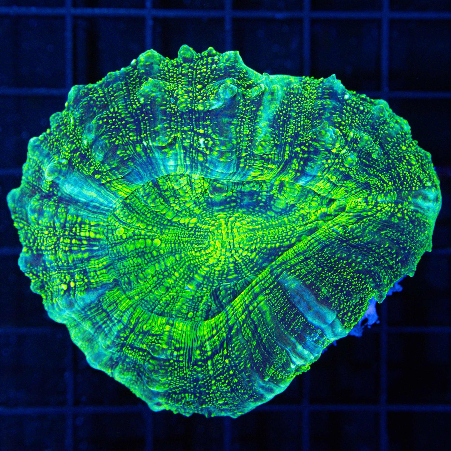 Green Glitter Acanthophyllia 3.25"