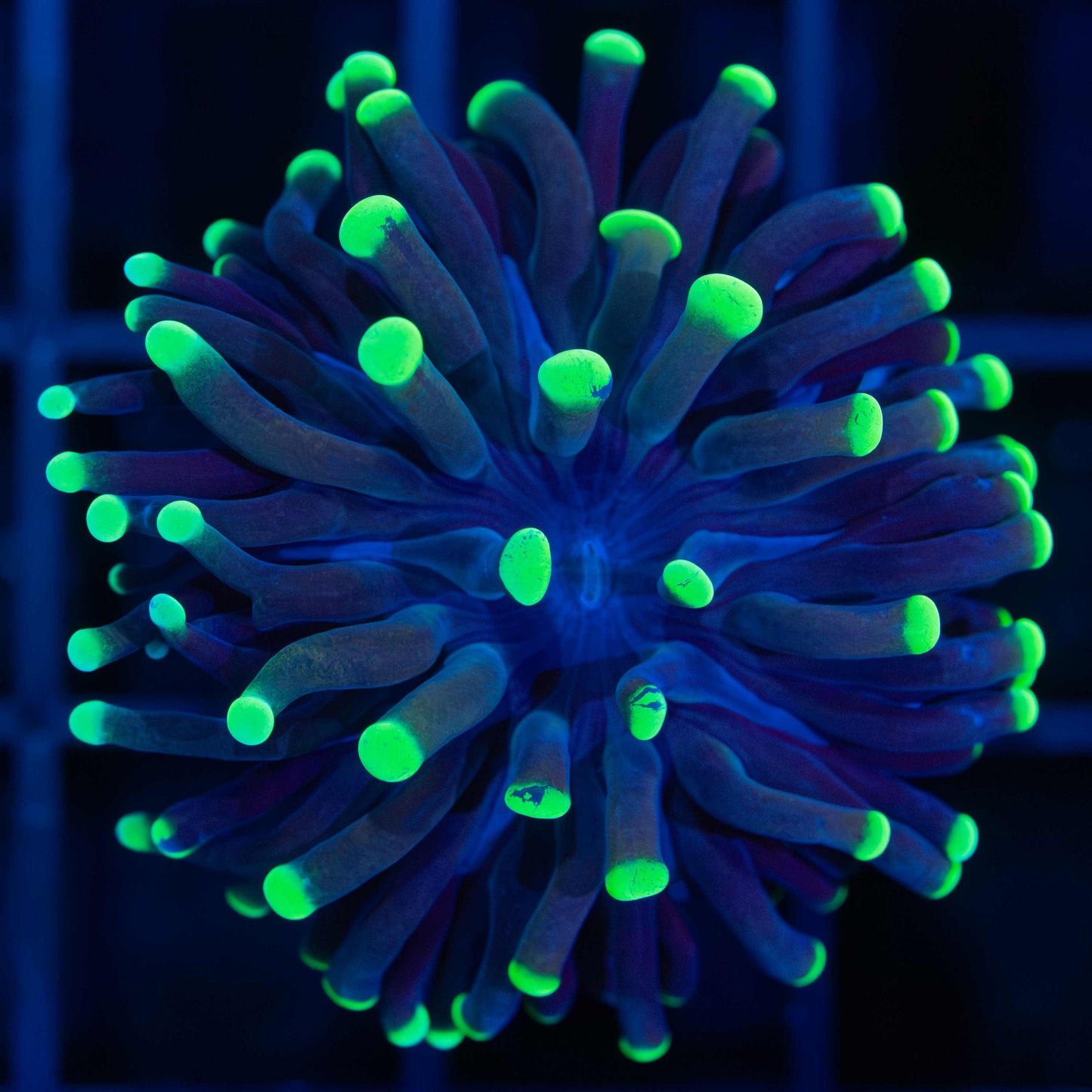green hammer coral