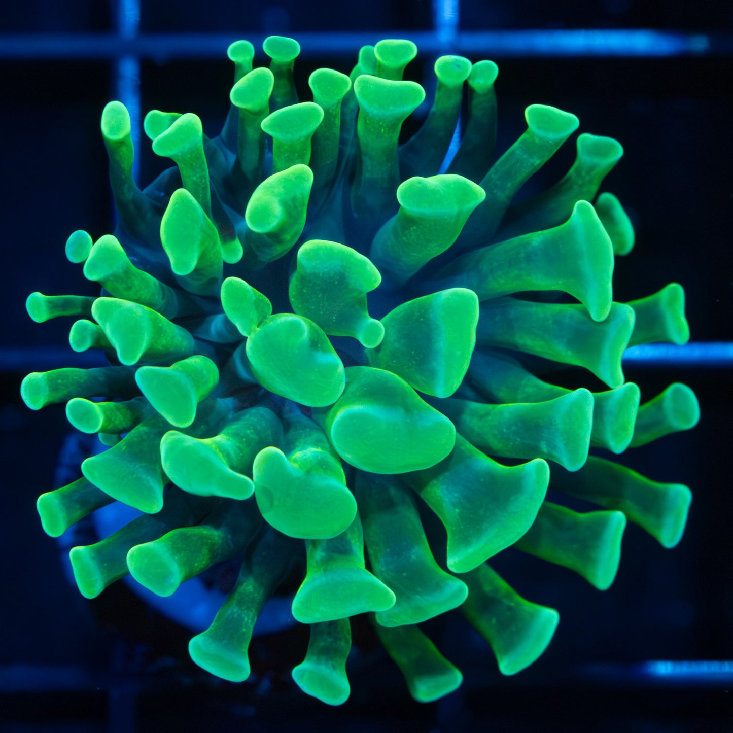Green Branching Hammer Coral