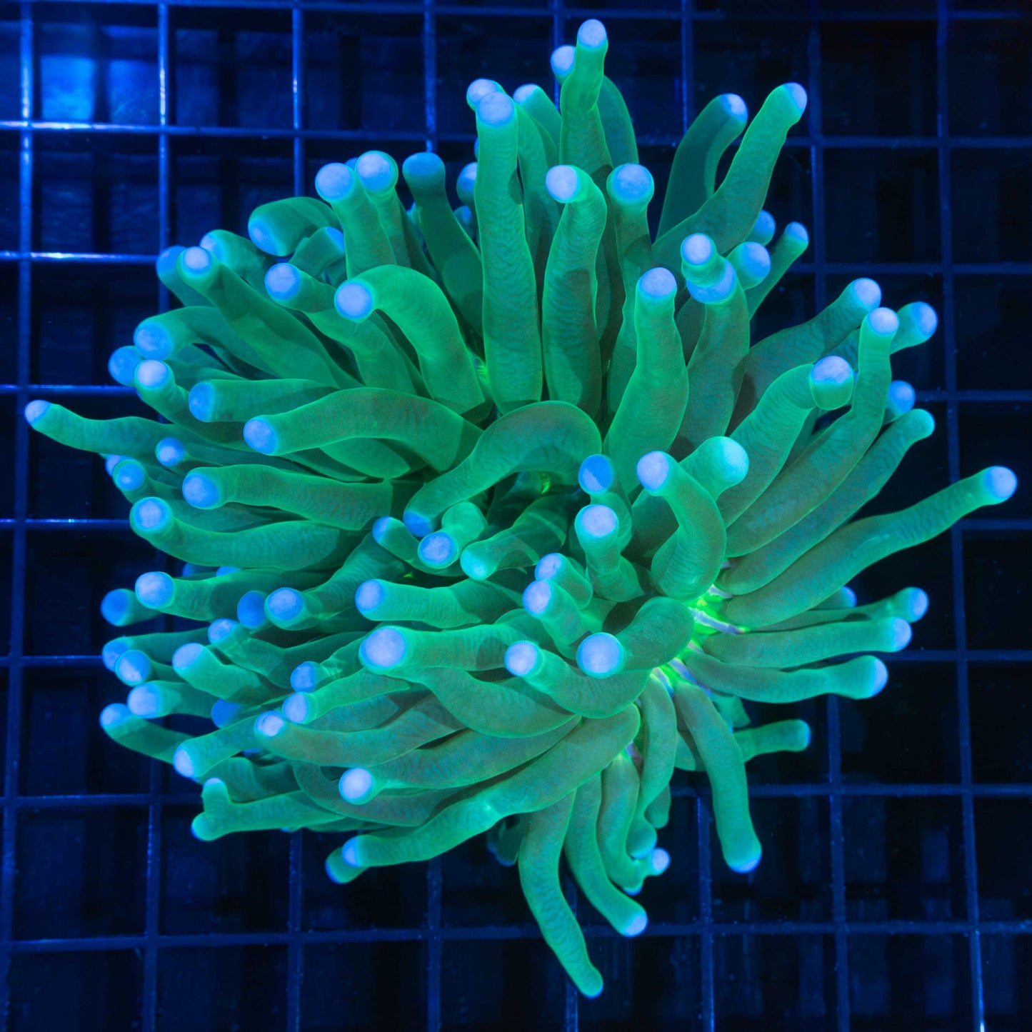 Long Tentacle Plate Coral 5.5"