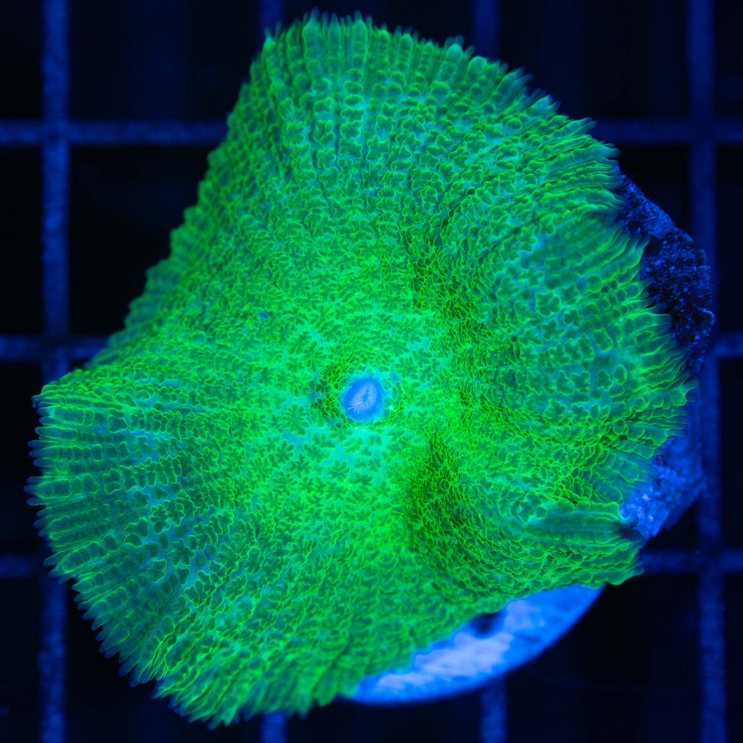 Large Green Mushroom Coral