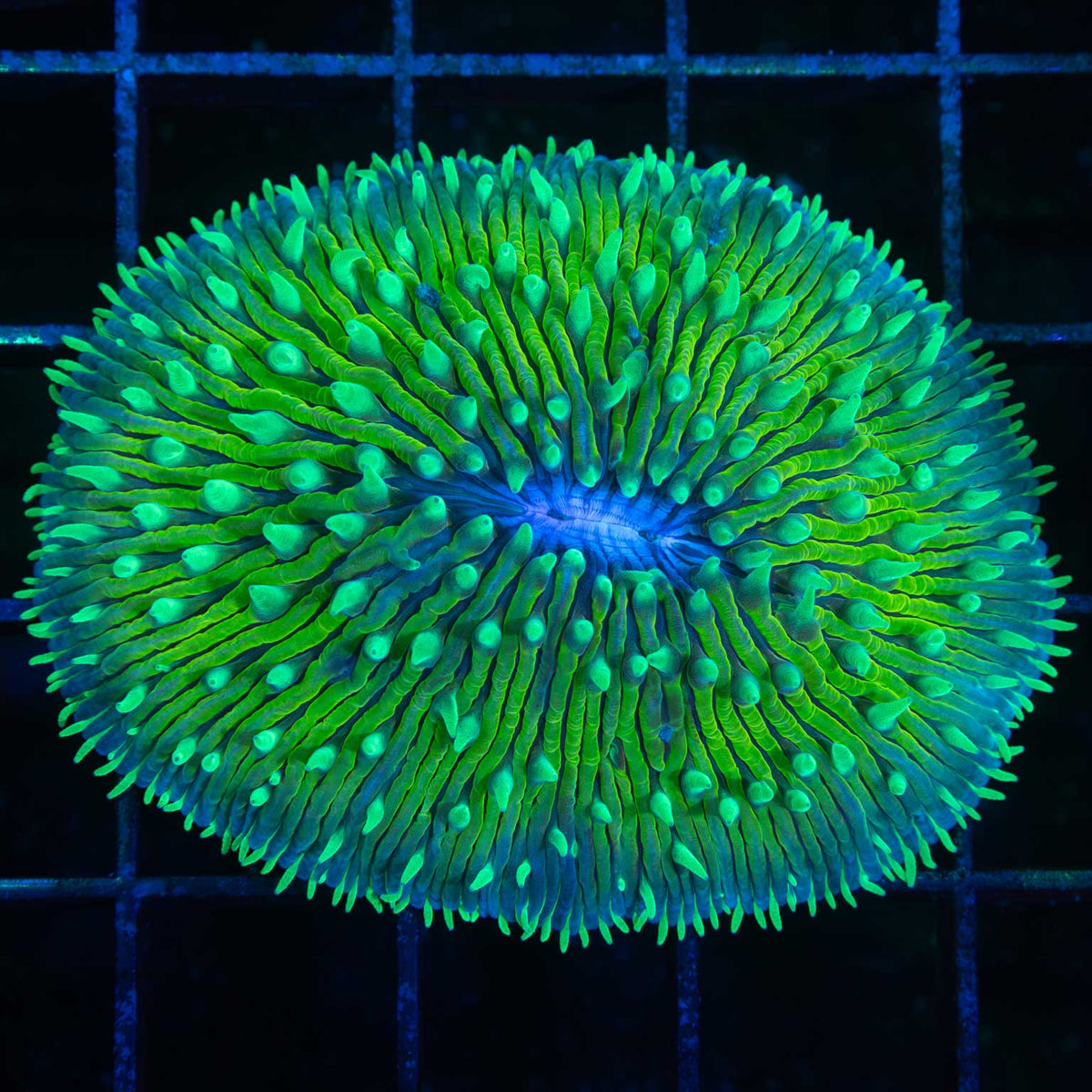 Neon Green Plate Coral