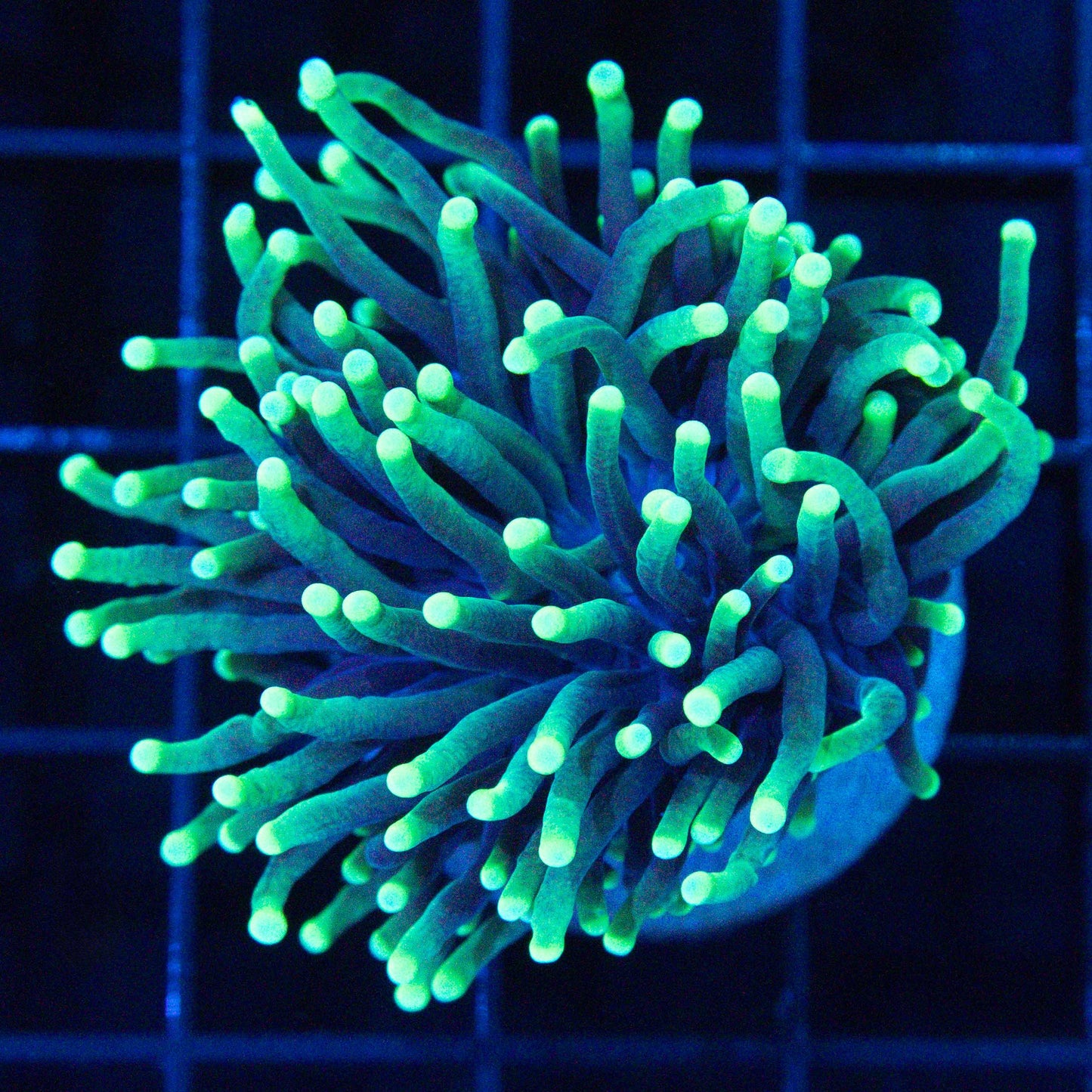 Reaper Torch Coral