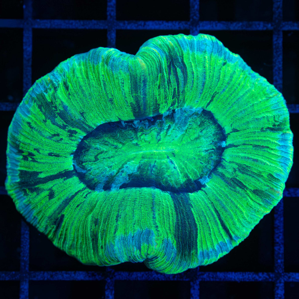 Green Trachyphyllia