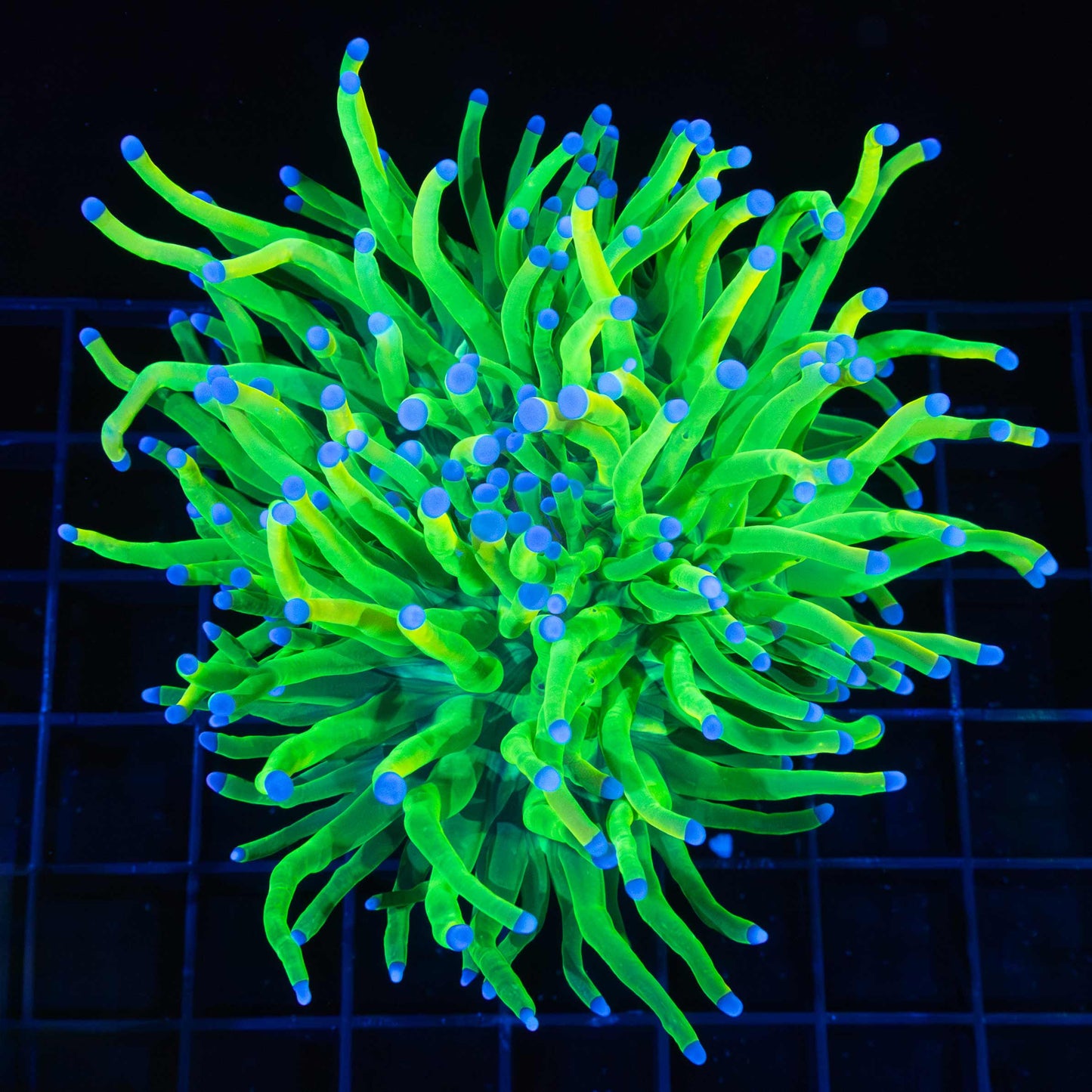 3 Heads Holy Grail Torch (Very Close Together)