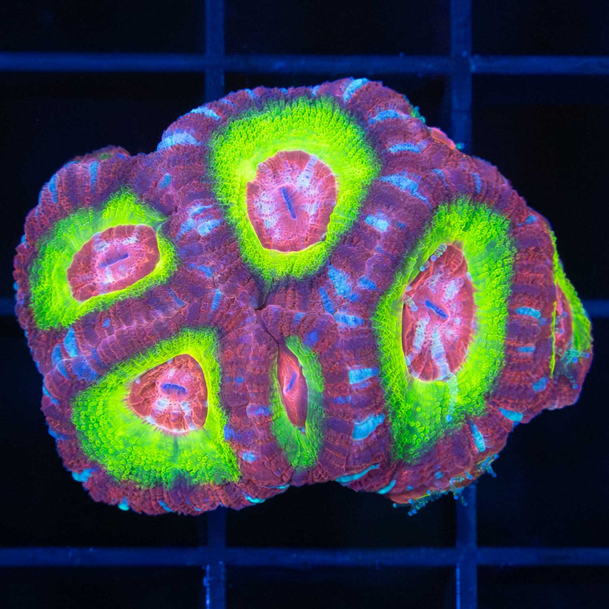 asian acan glowing ring coloration
