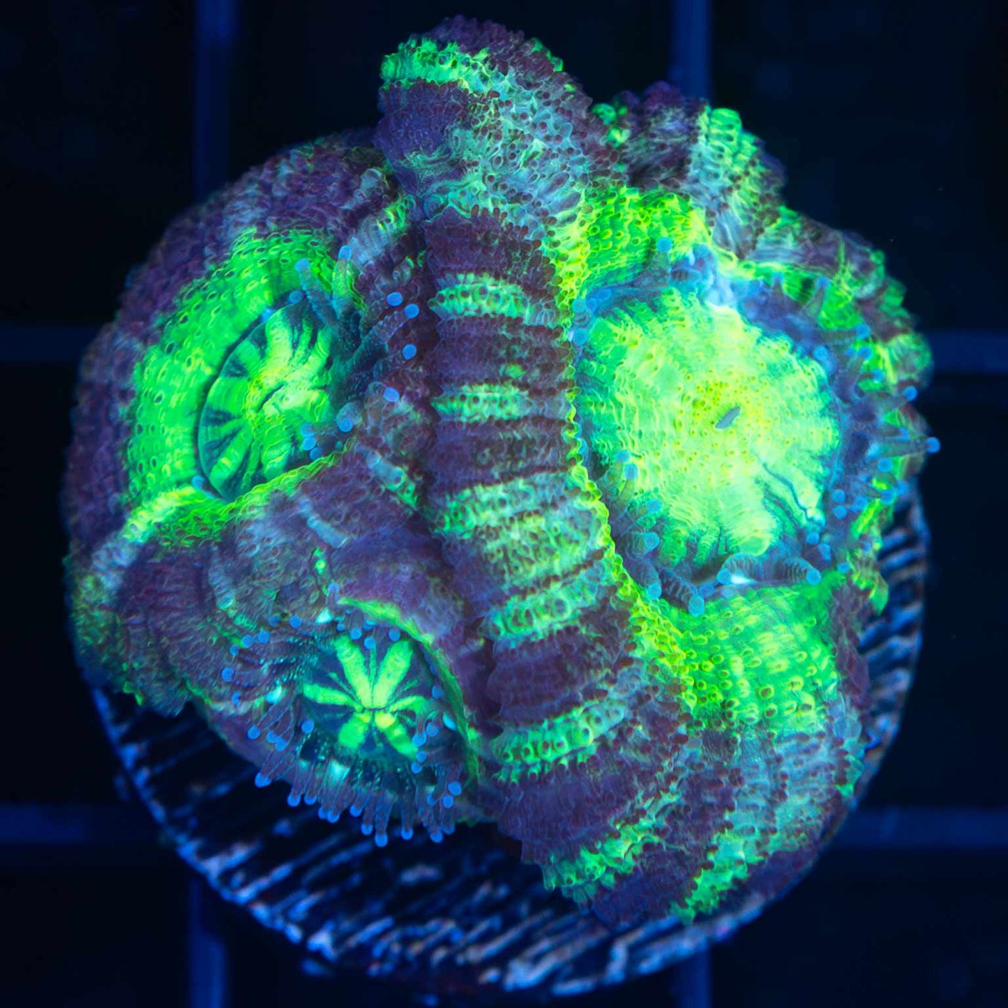 Asian Acan