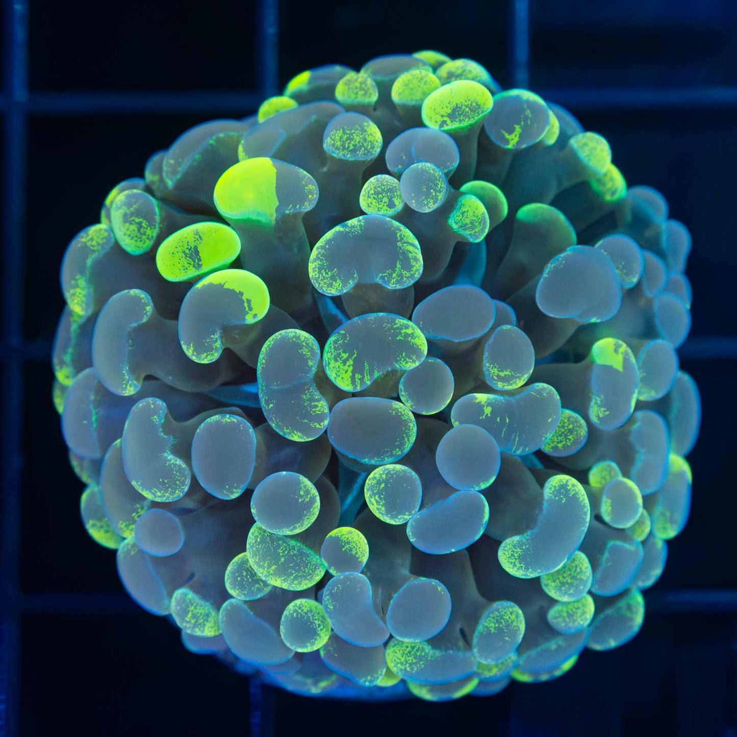 Indo Highlighter Splatter Branching Hammer