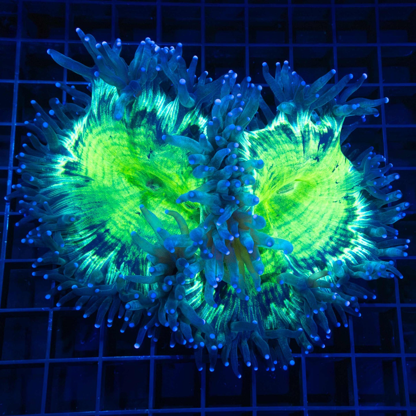 Highlighter Elegance Coral 6”