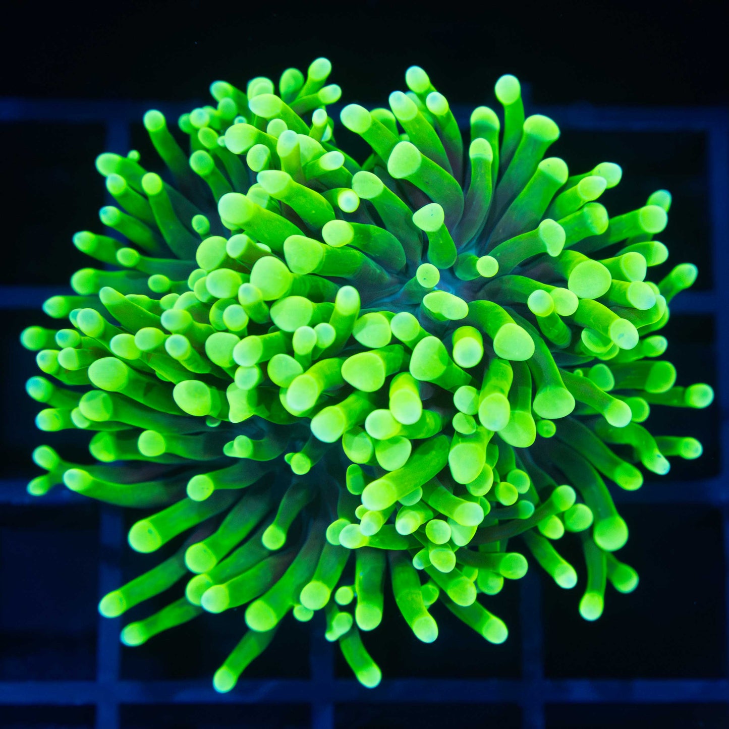 Highlighter Frammer Coral
