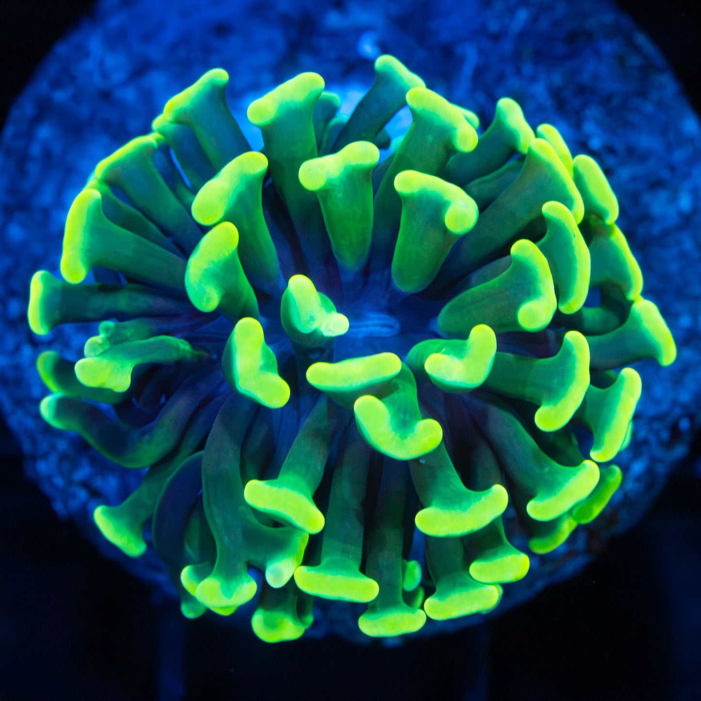 Aussie Highlighter Branching Hammer Coral
