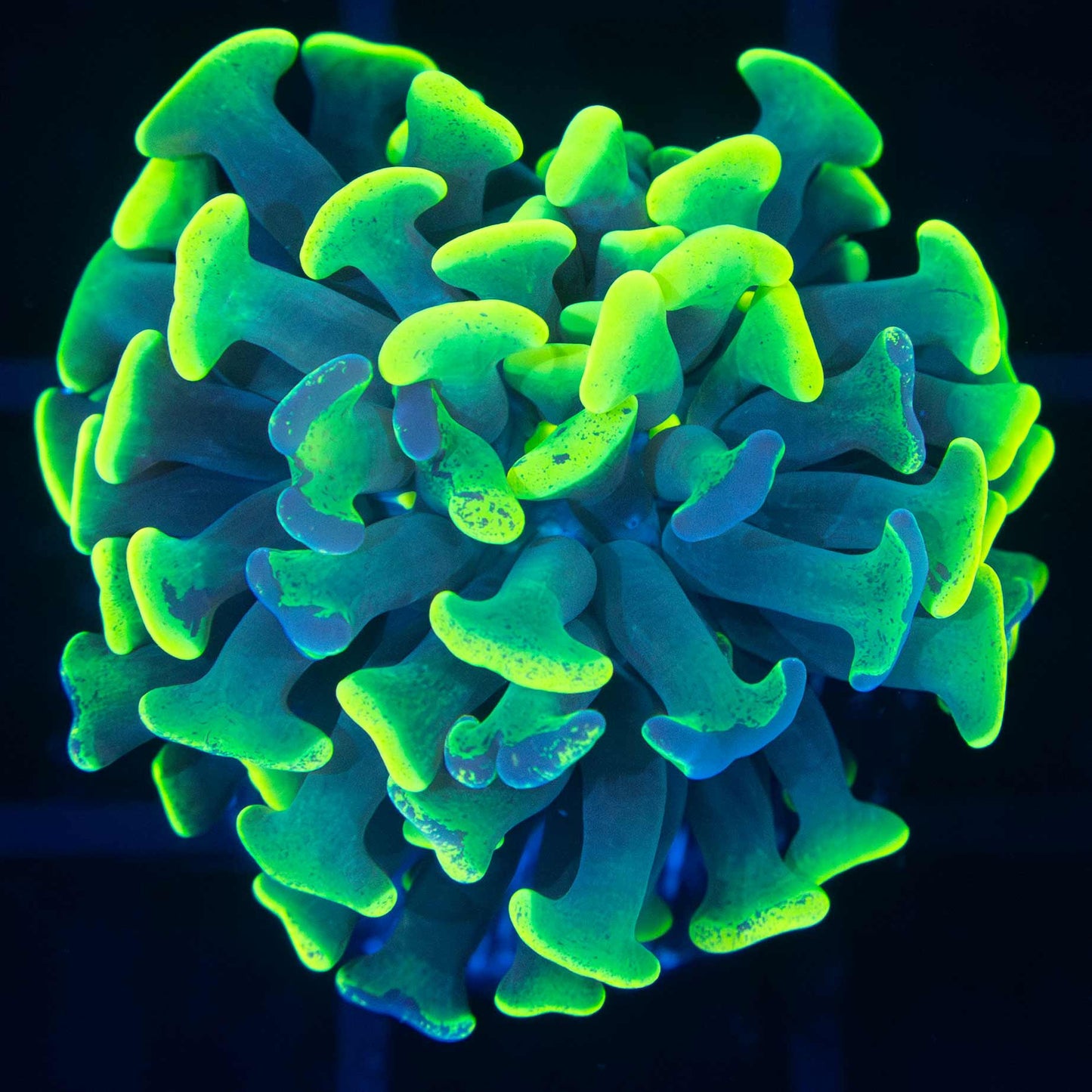 Highlighter Splatter Branching Hammer (Bright!)