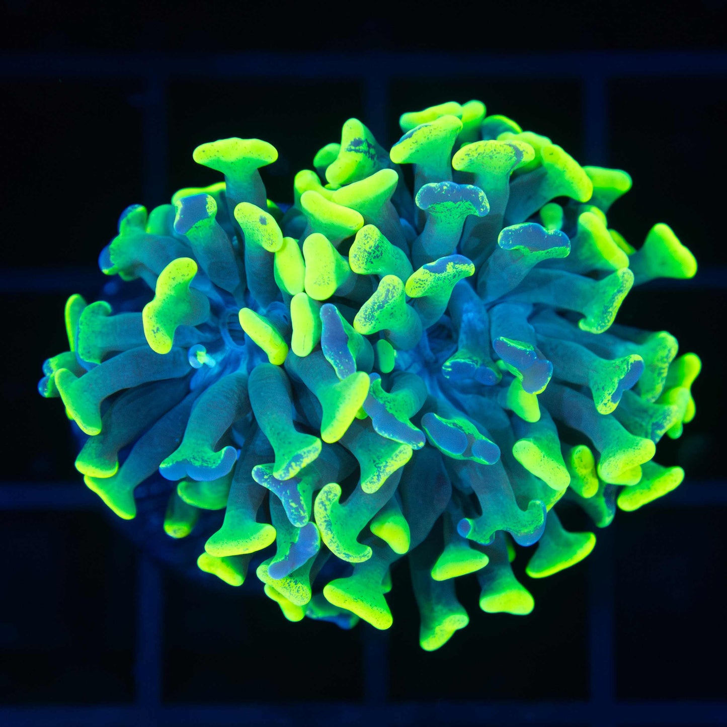 2 Heads Highlighter Splatter Branching Hammer (Bright!)