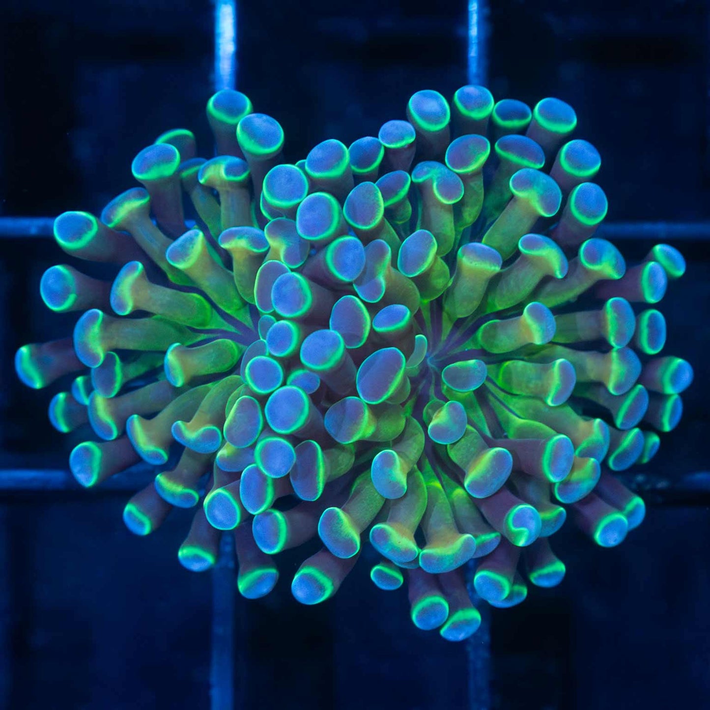 Unique Hologram Hammer