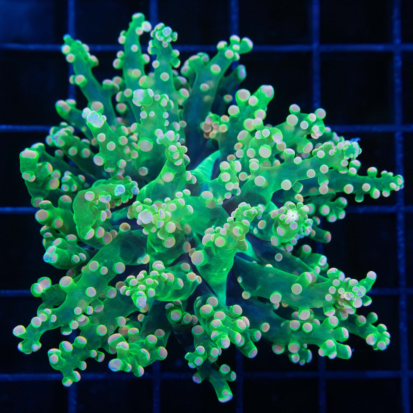 Holy Grail Frogspawn Coral