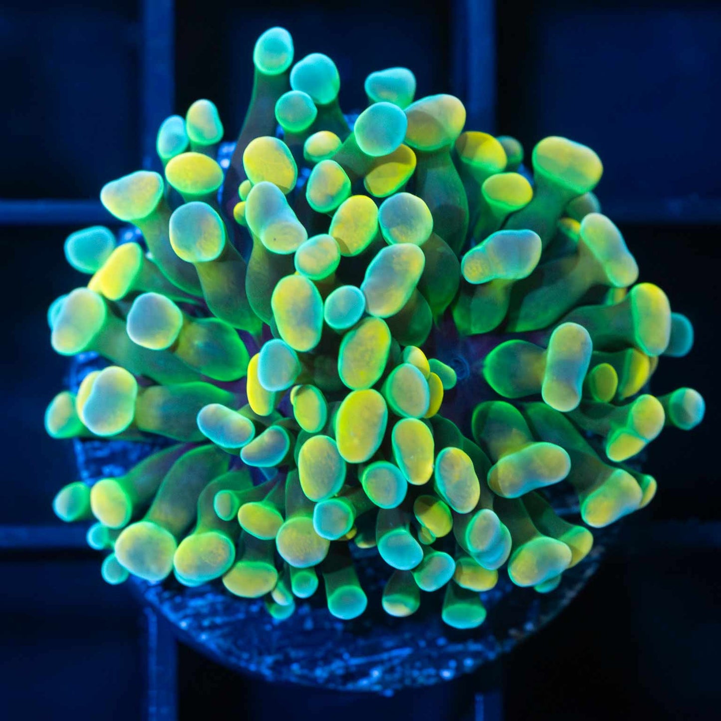 LCK Holy Grail Branching Hammer (Tank Grown)