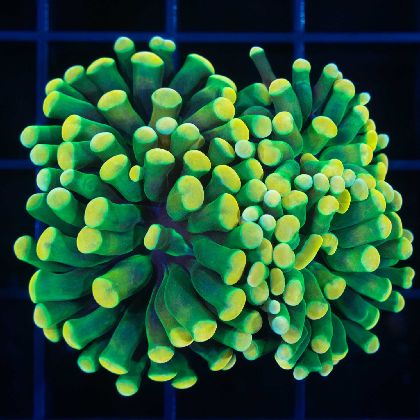 2 Polyps LCK Holy Grail Hammer