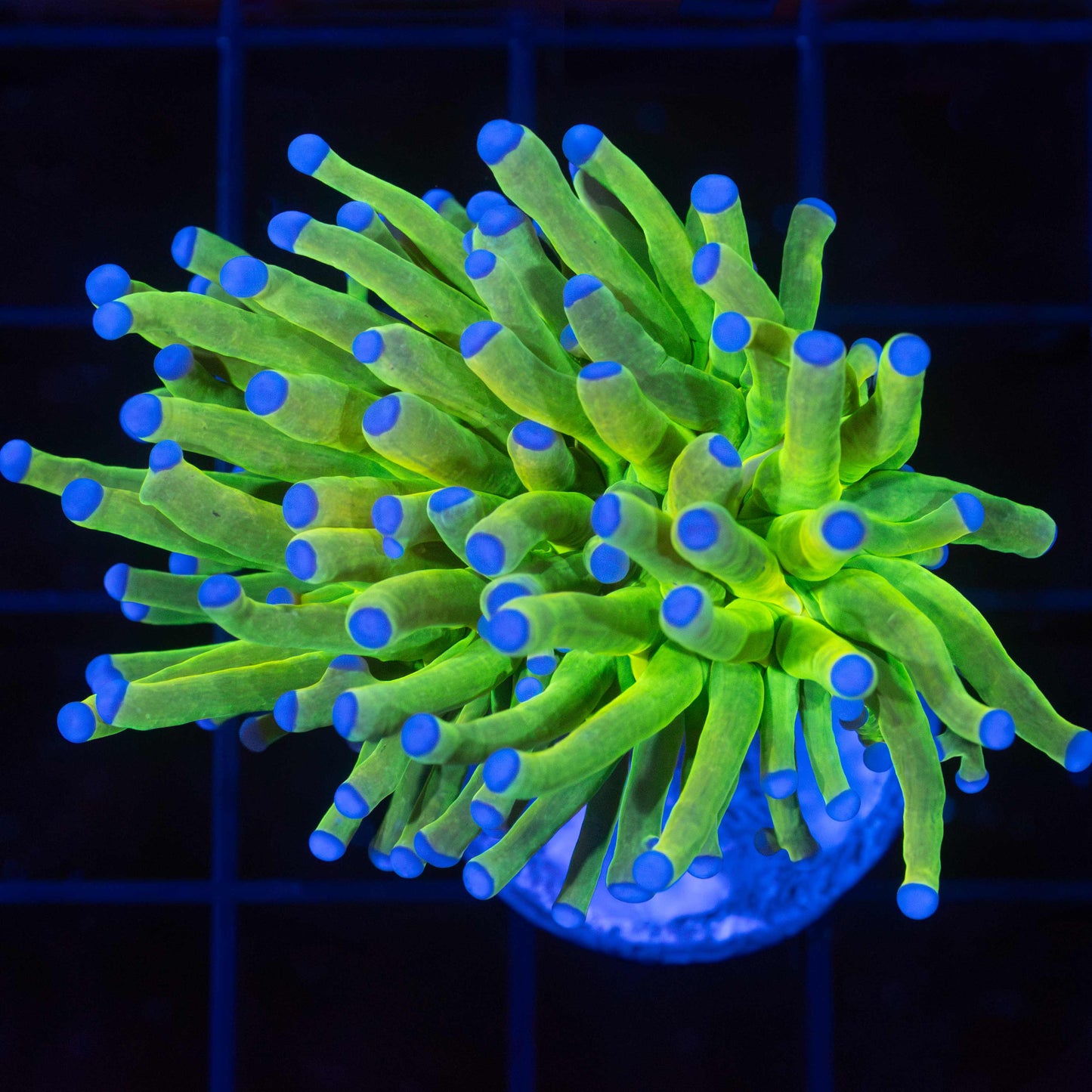 Holy Grail Torch Coral