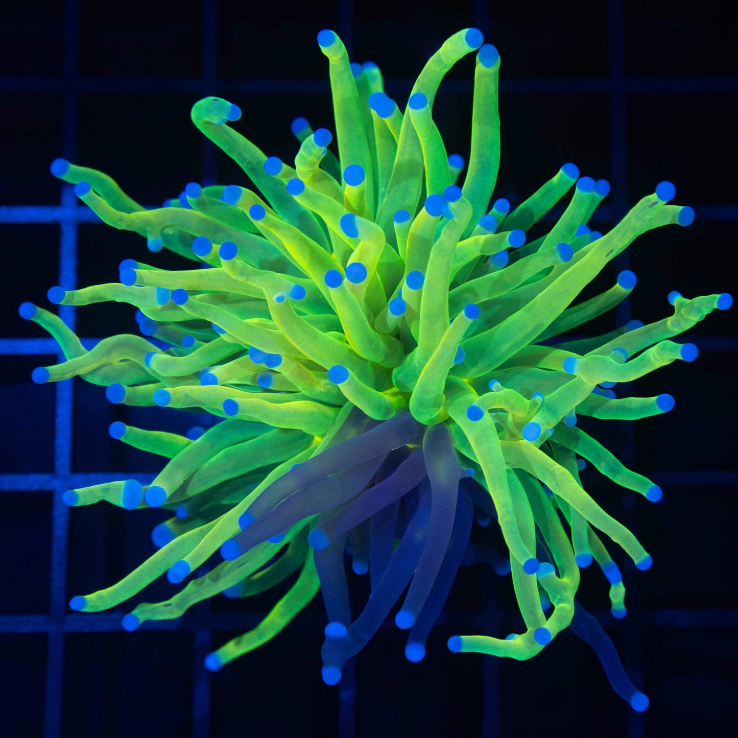 Grafted Holy Grail Torch