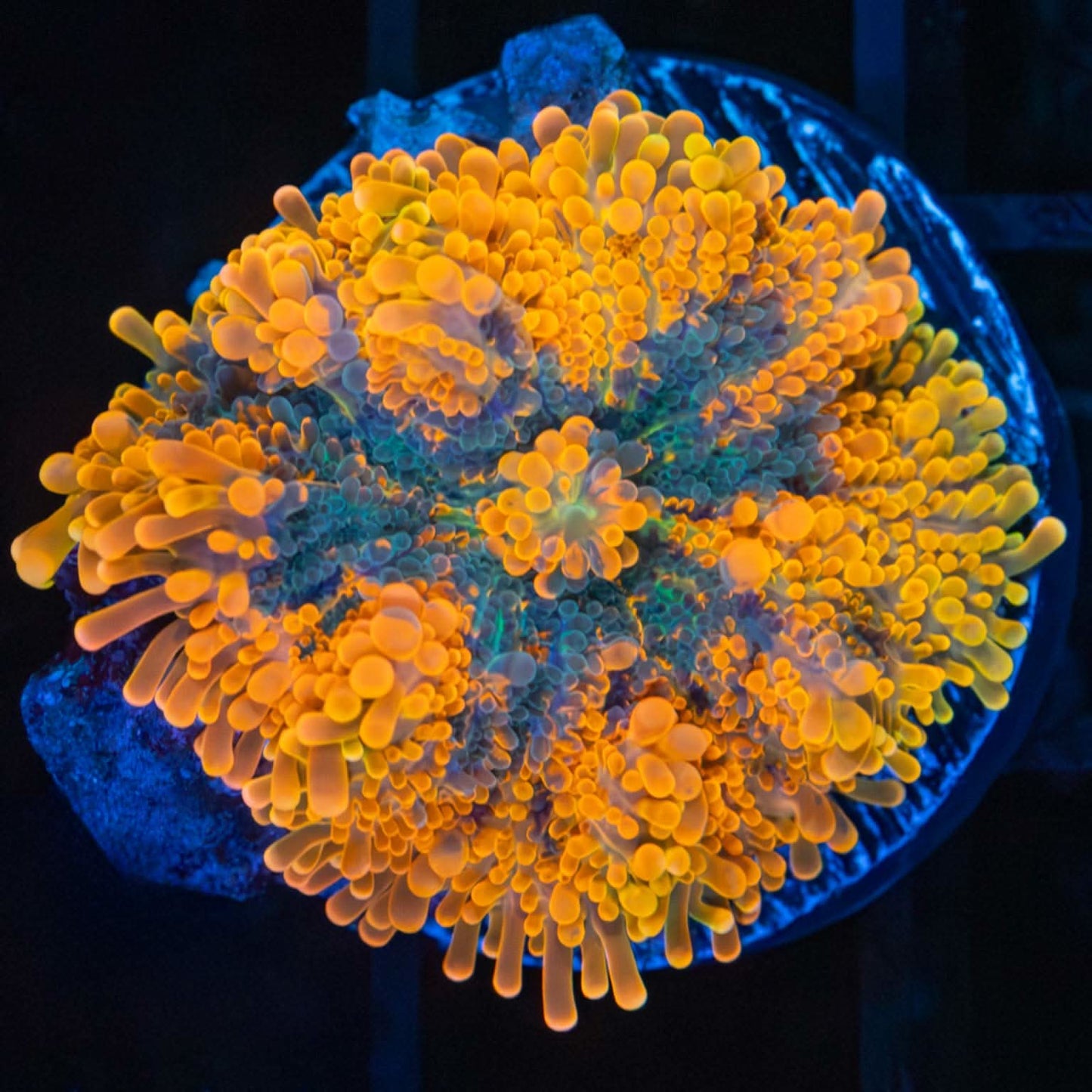Miami Hurricane Yuma Mushroom