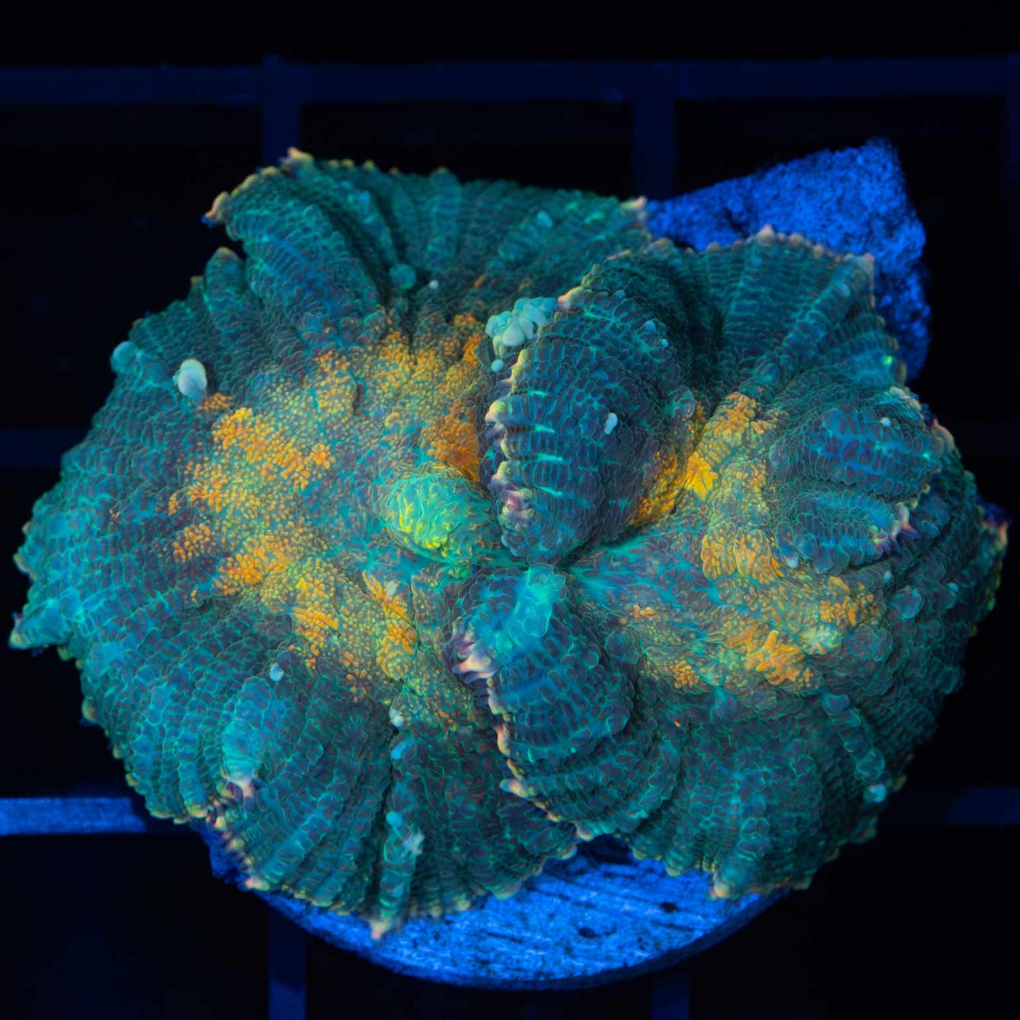 Large Indo Bounce Mushroom