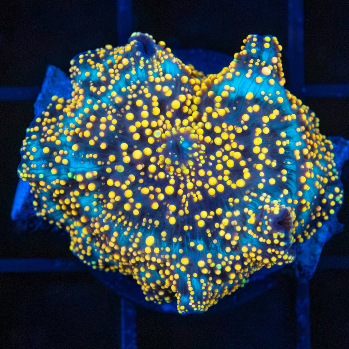 interstellar mushroom coral gold and green dots