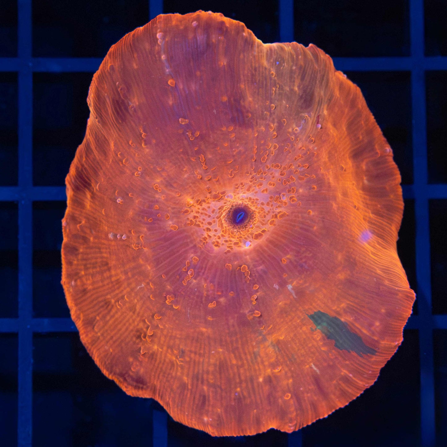 XL 4 Color Ironman Mushroom 2.25"