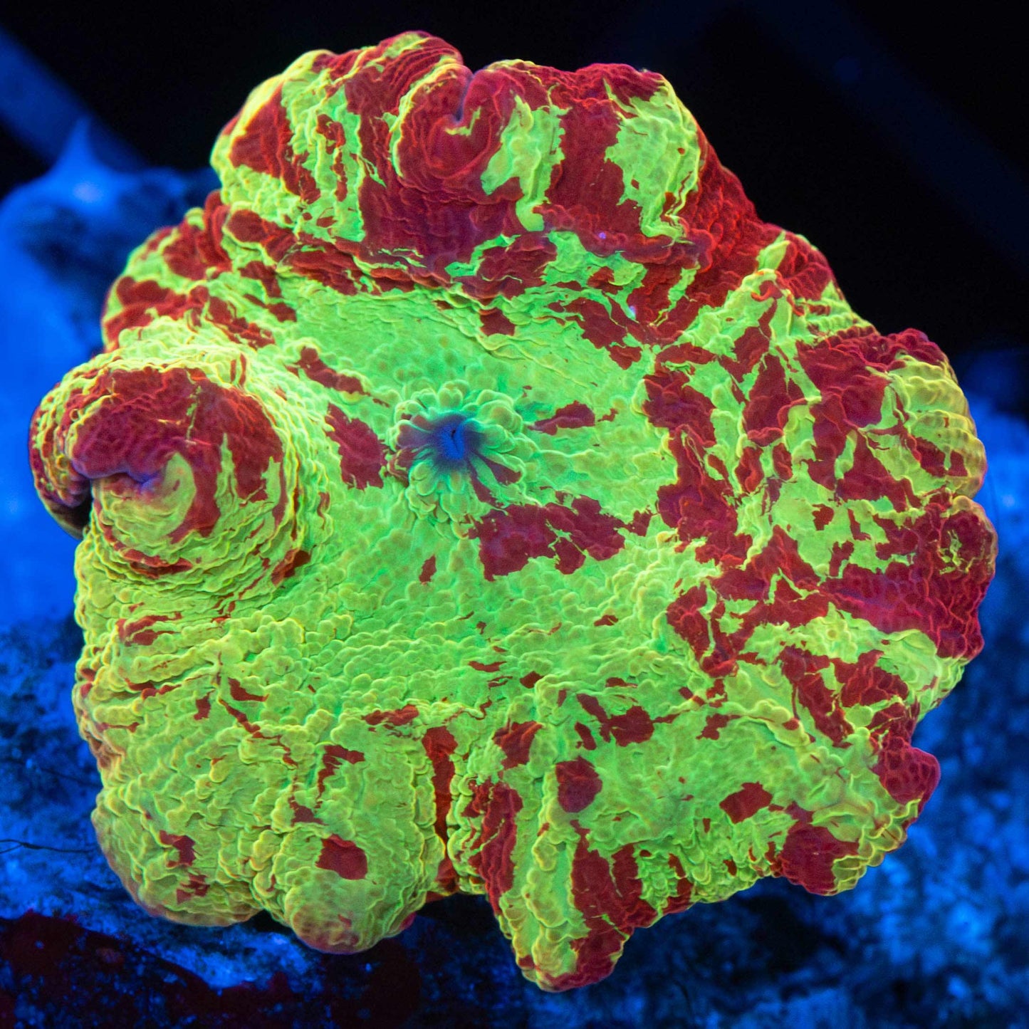 Eclectus Mushroom (Awesome Pattern)