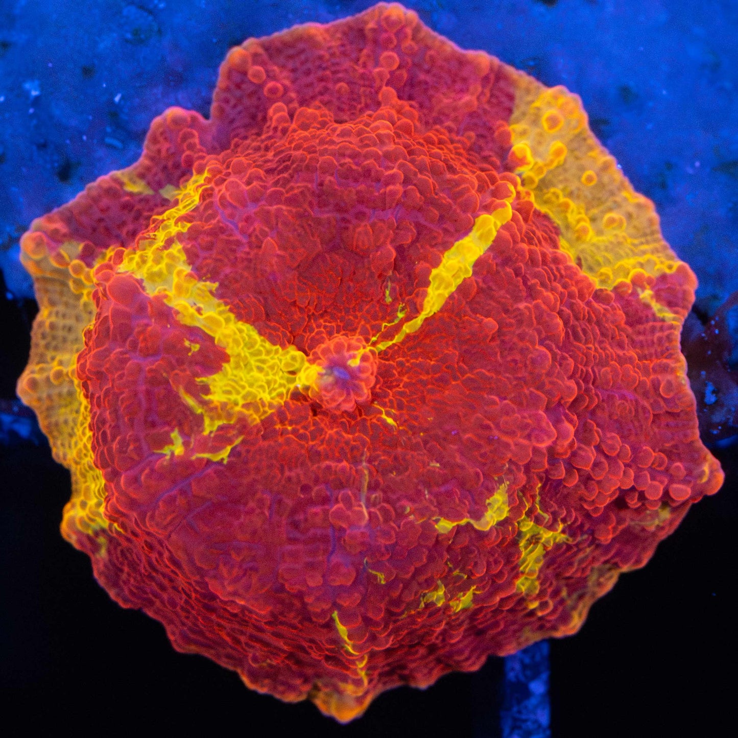 Jawbreaker Mushroom Coral
