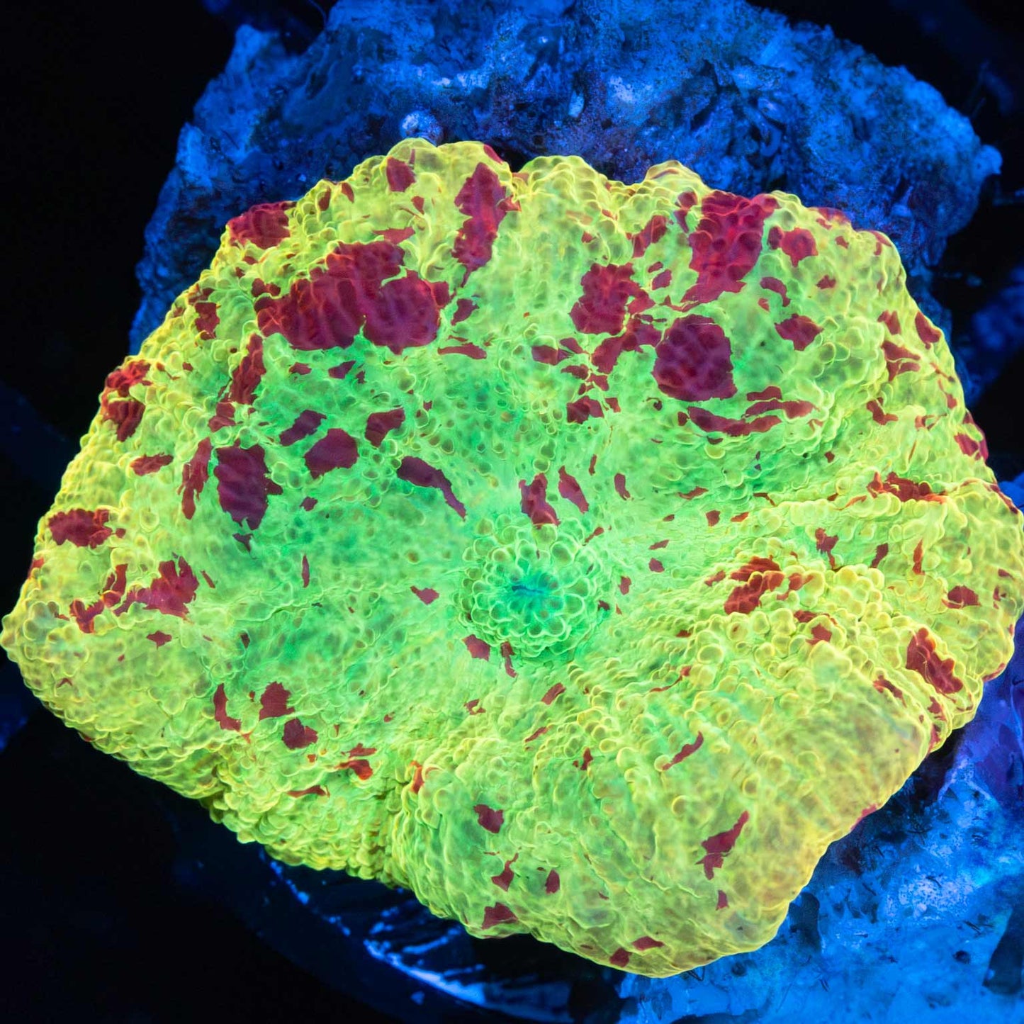 Large Eclectus Jawbreaker Mushroom