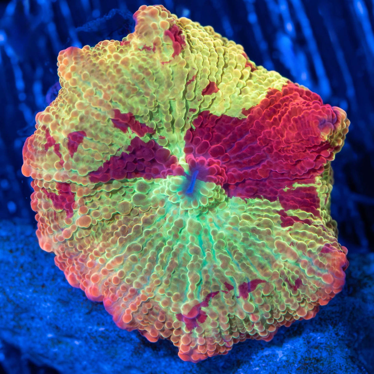 Jawbreaker Mushroom