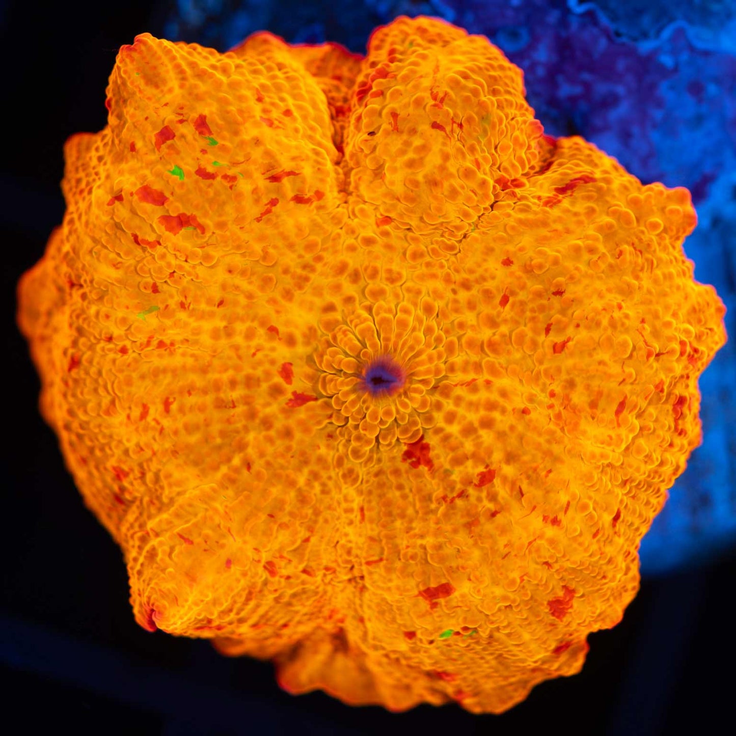 Jawbreaker Mushroom With Green Spots