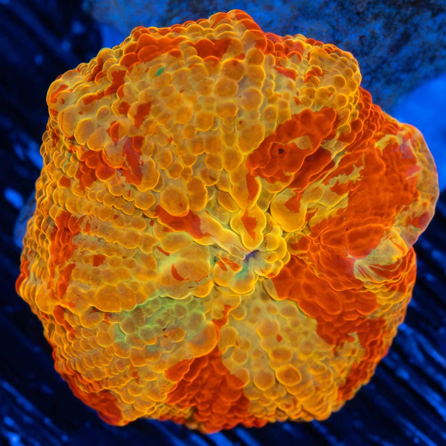 Small Jawbreaker (Already has purple and green!)