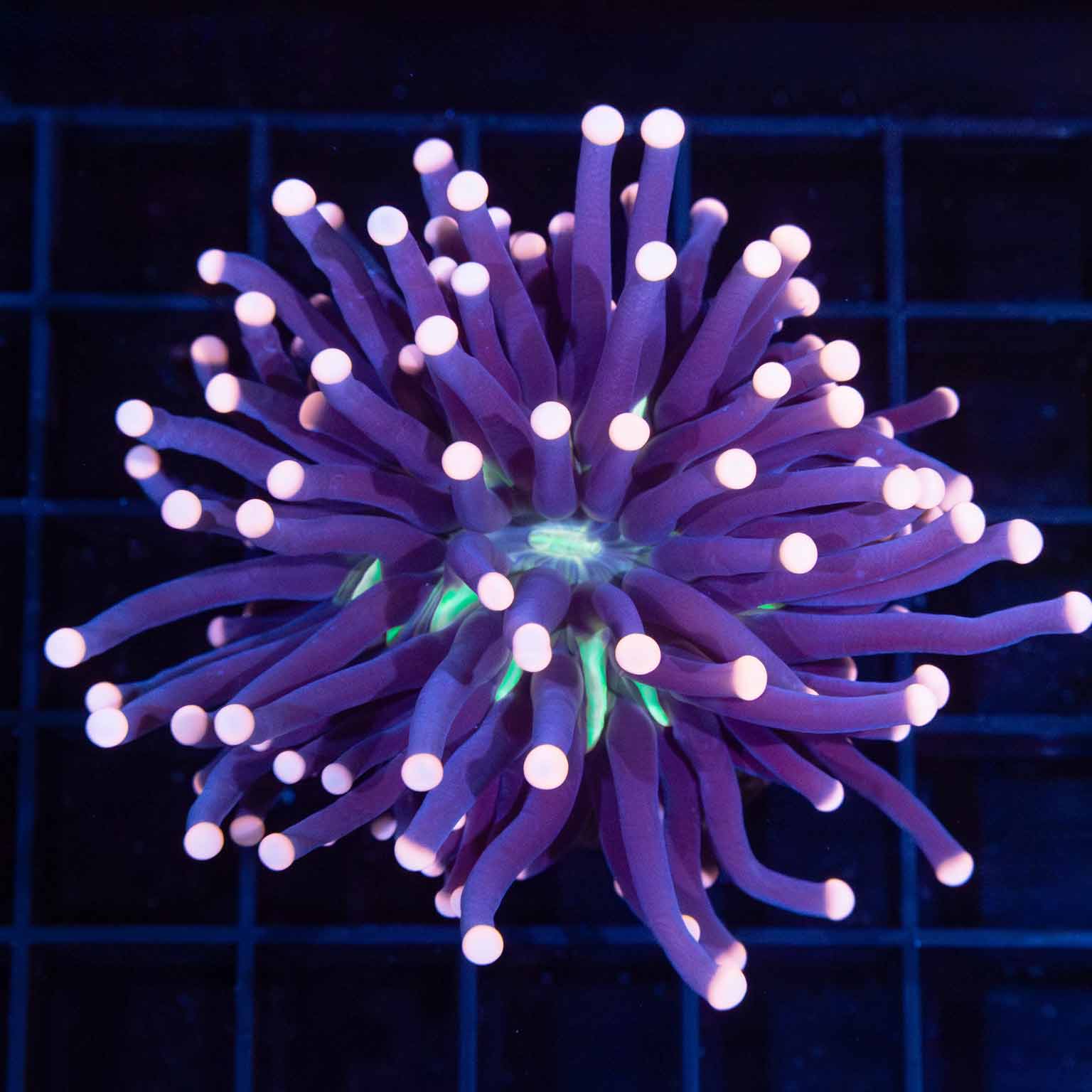 Malaysian Joker Torch Coral Lucky Corals