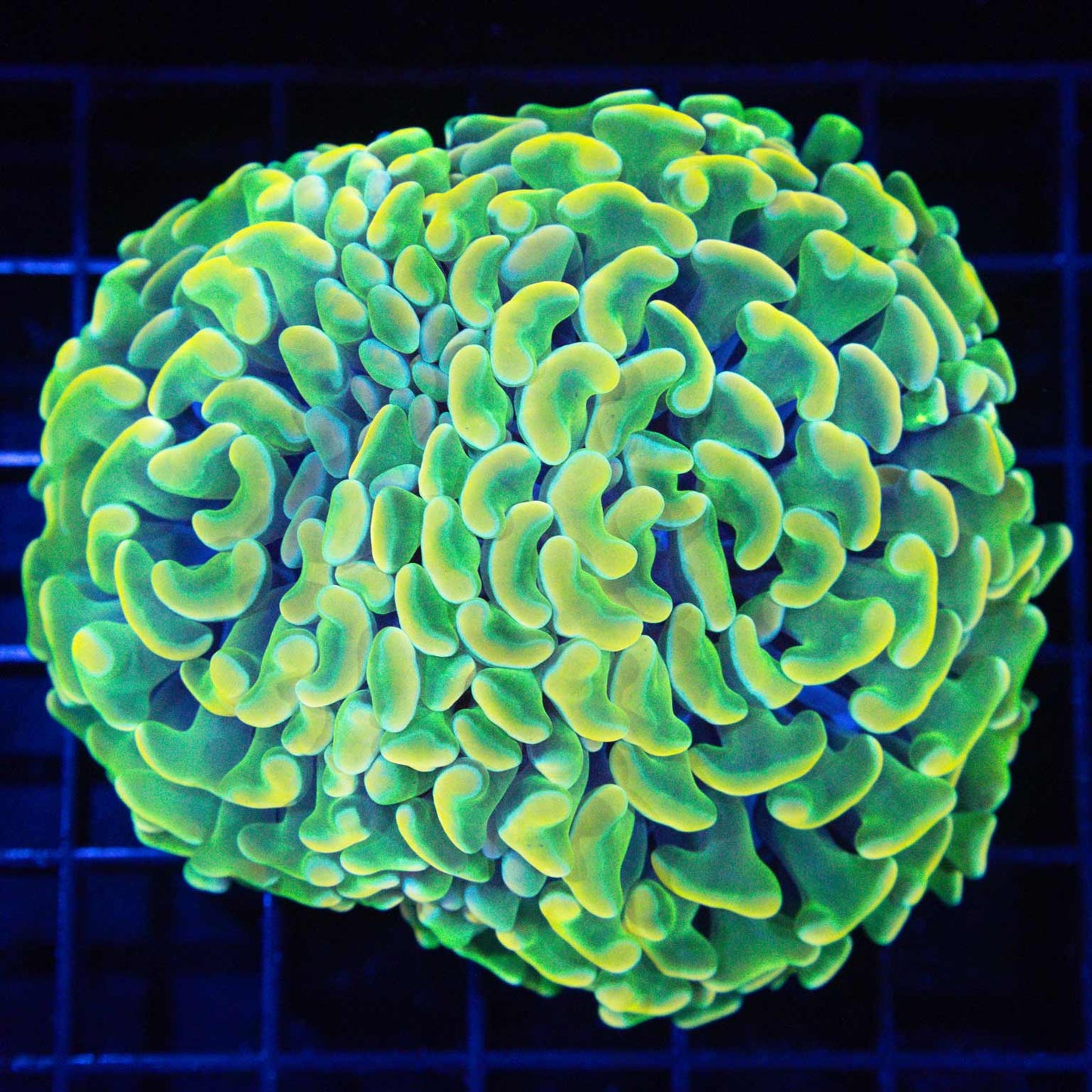 Giant Head Holy Grail Branching Hammer