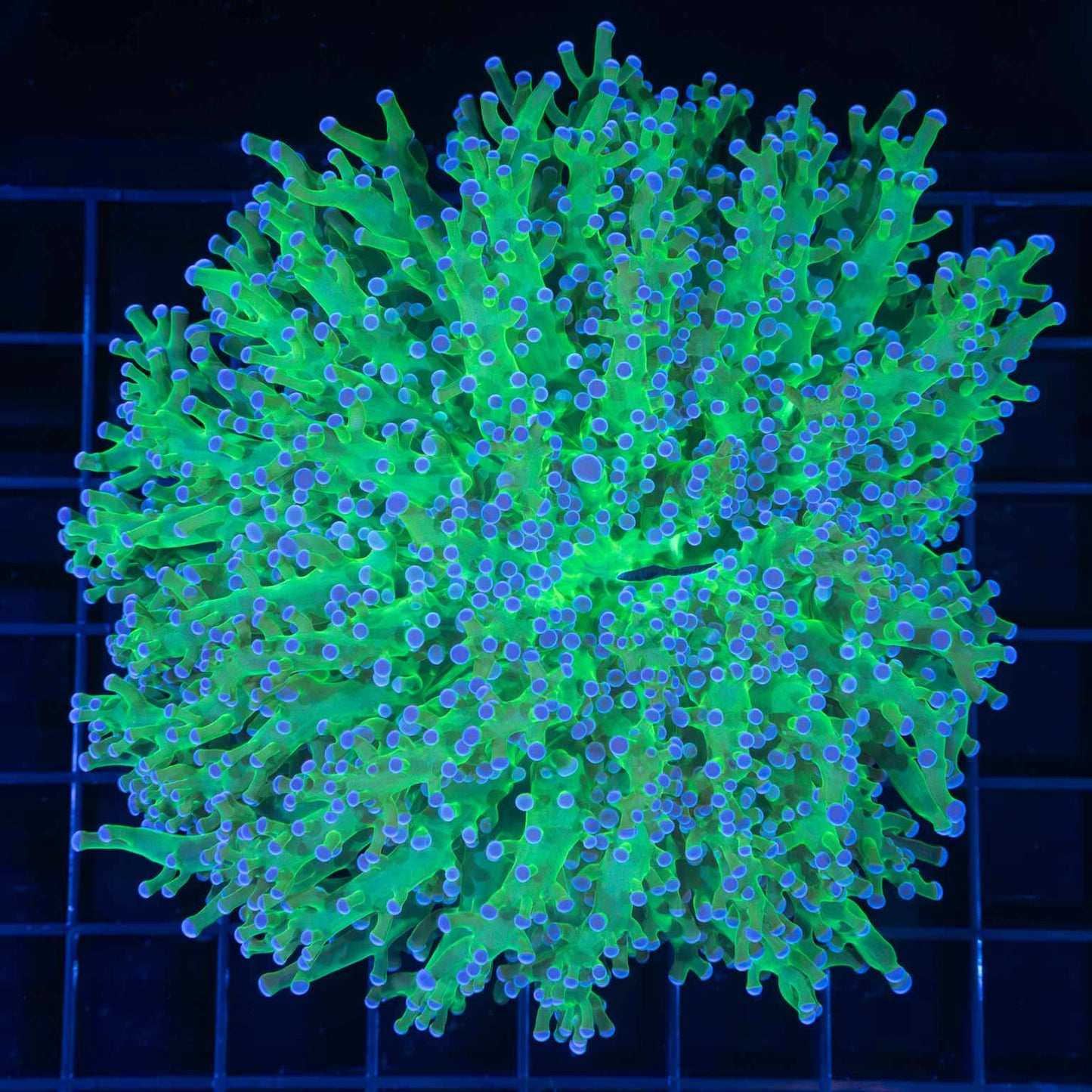 Blue and Green Frogspawn Coral 4.5"