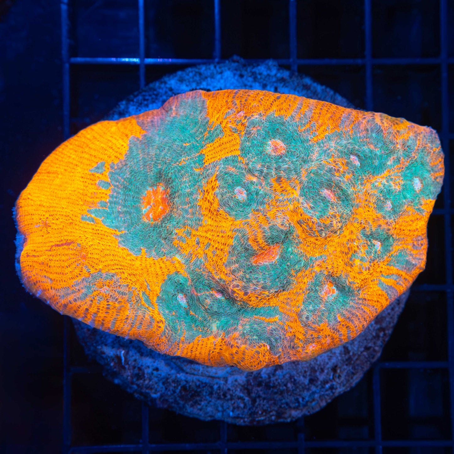 Large Goku Chalice 4"