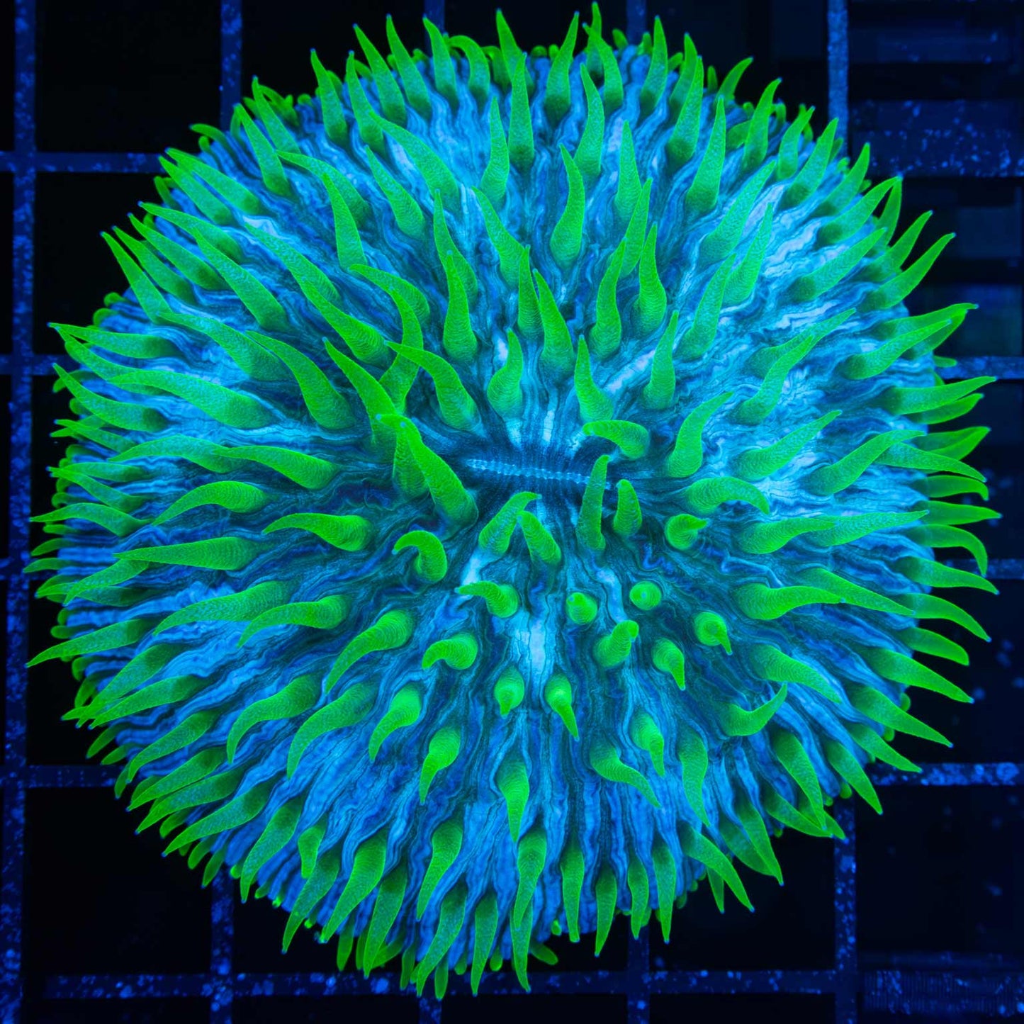 Neon Tentacle Plate Coral 2.75"