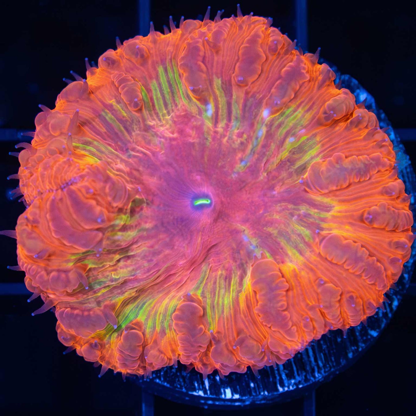 Ironman Blasto Vivida 1.5"+ (Rare)