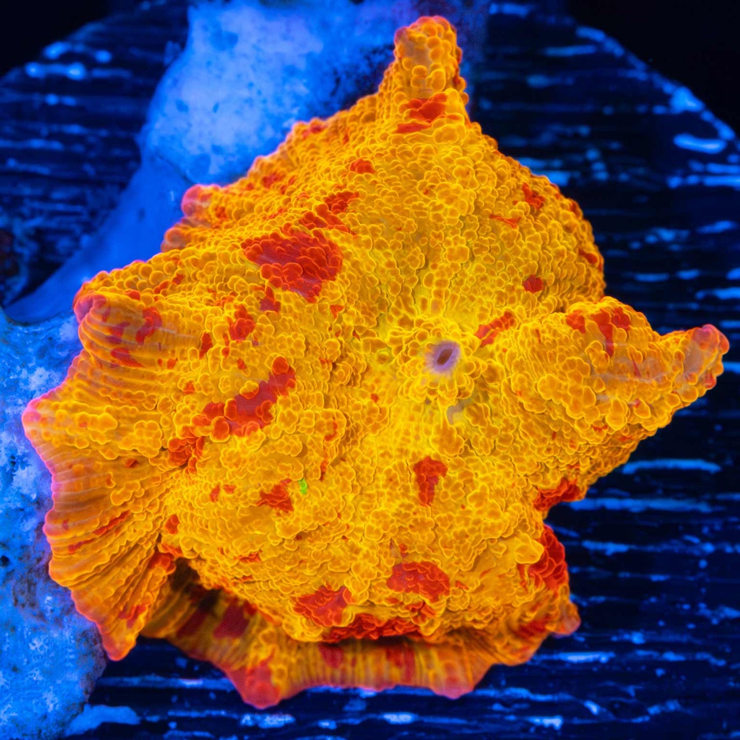 Large Jawbreaker With Green Spot