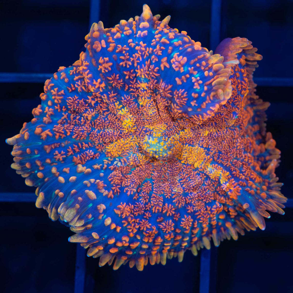 Large Orange Rhodactis Mushroom
