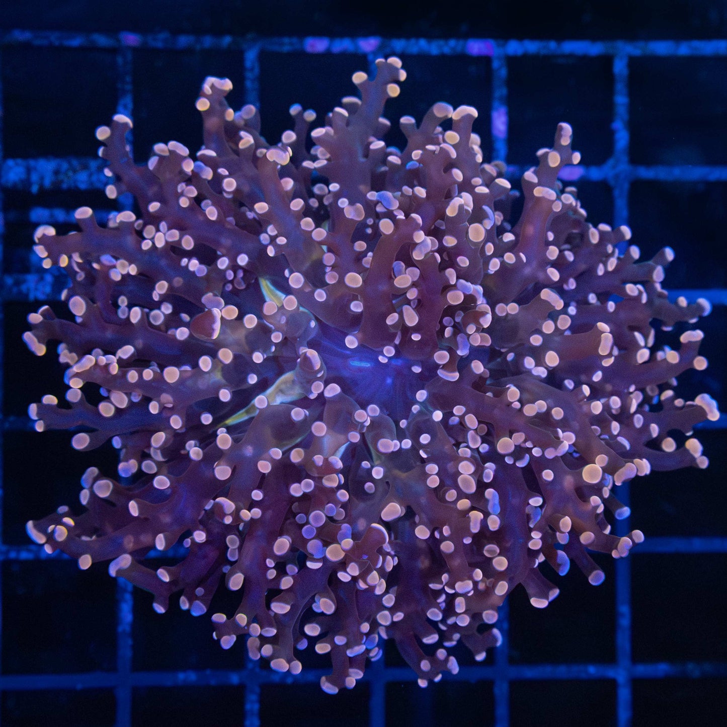 Large Peach Branch Frogspawn Coral 3.75"